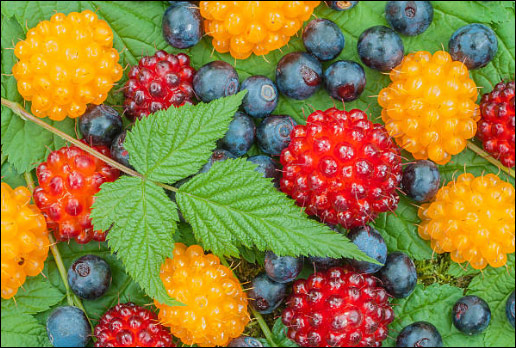 Alaskan Berries