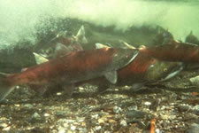 Wild Alaska Salmon