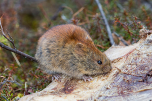 Photograph of a Northern Red-Backed Vole. Mouse-like, brown fur on most of its body, but reddish fur on its back.
