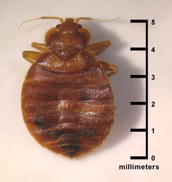 bed bug against scale, approx 5 millimeters end to end