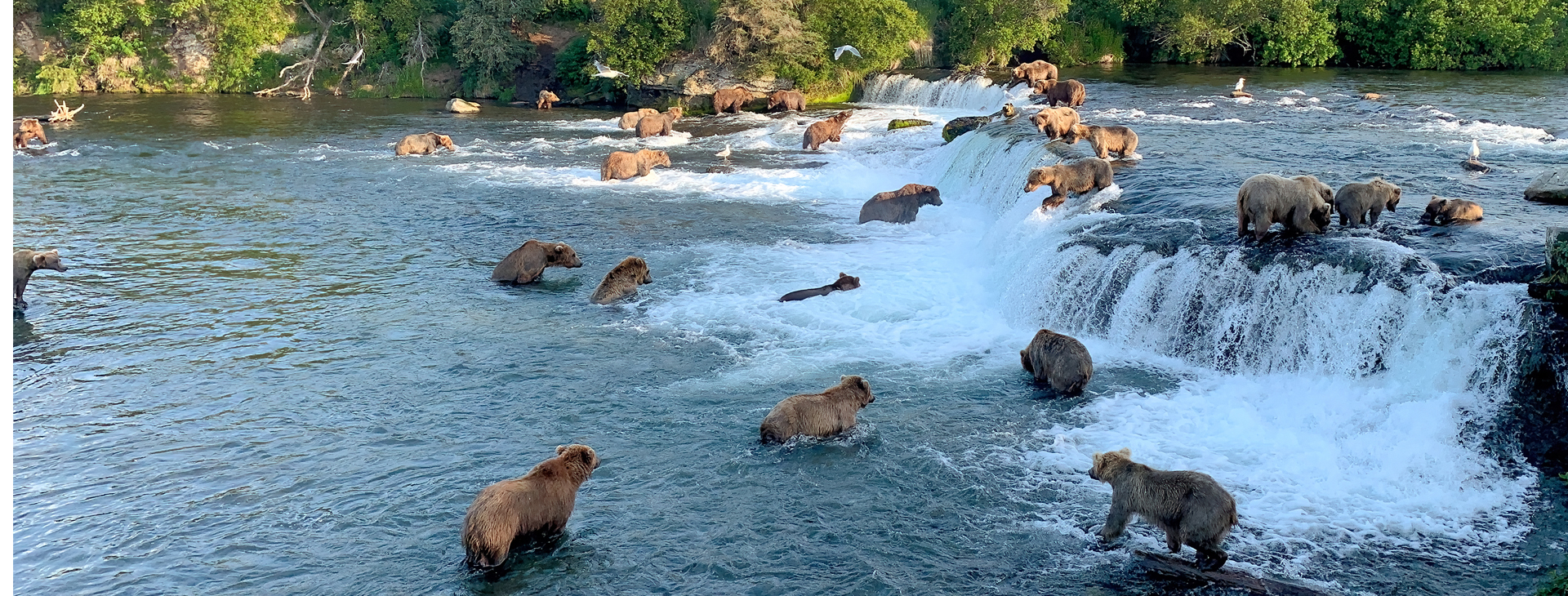 Home Page Hero Bears
