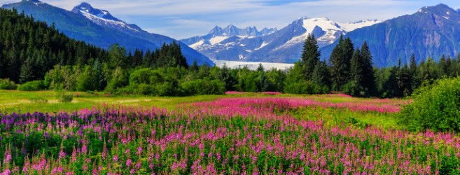 Home Page Hero Fireweed Glacier