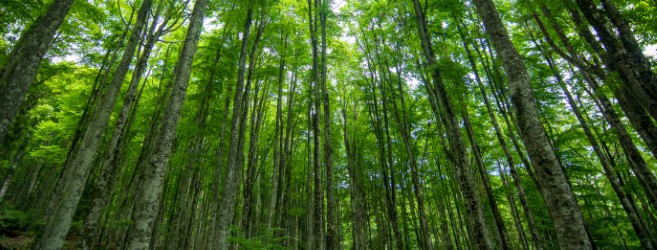 Summer forest walk