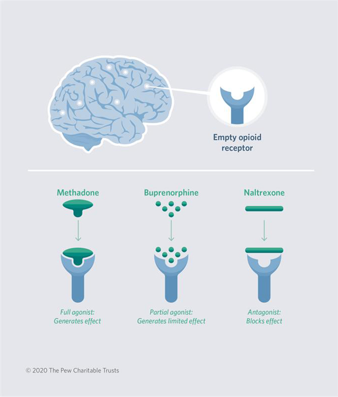 How OUD Medications work in the brain, Methadone full agonist generates effect, Buprenorphine partial agonist limited effect, Naltrexone antagonist blocks effect